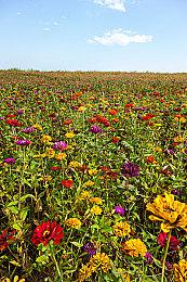 好了那么一点点 《街头霸王6》辣眼LOGO终获更换